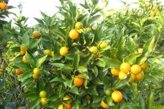 ֧�У��������ڳ�